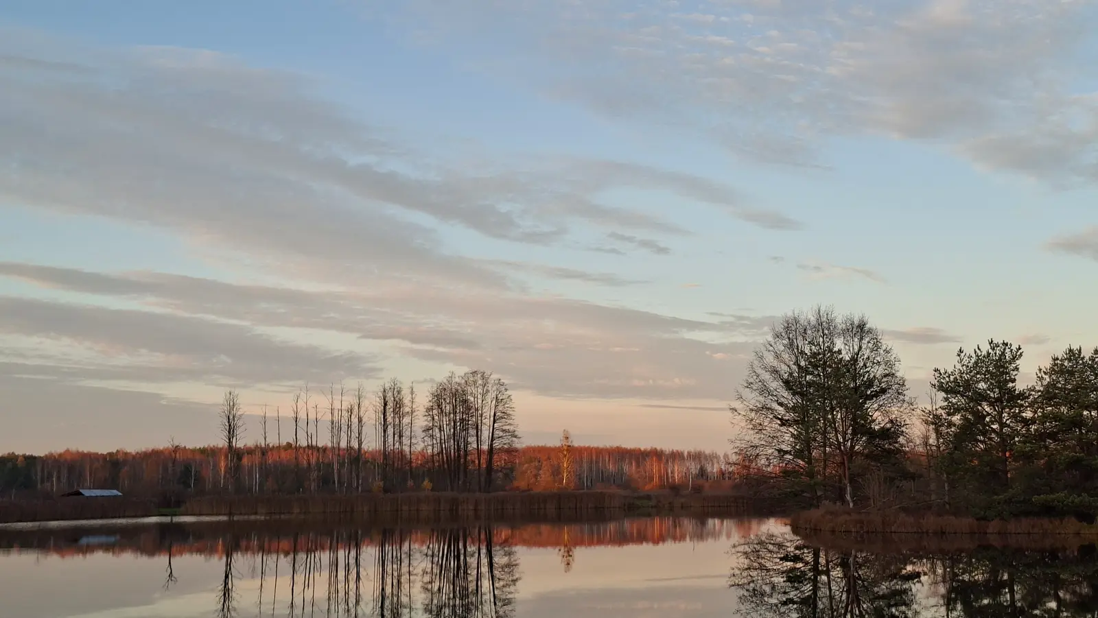 Krajobraz przedstawia spokojne jezioro o zachodzie słońca w ujęciu poziomym o proporcjach 16:9. Na pierwszym planie widać gładką taflę wody, w której idealnie odbijają się rosnące na brzegu drzewa oraz pas trzcin. Linia horyzontu jest umieszczona nisko, podkreślając rozległe, pastelowe niebo z delikatnymi, pierzastymi chmurami zabarwionymi na różowo. W tle znajduje się gęsty las, którego wierzchołki są rozświetlone ciepłym, pomarańczowym blaskiem ostatnich promieni słońca. Całość kompozycji utrzymana jest w spokojnej, jesiennej tonacji, tworząc harmonijny obraz natury.
