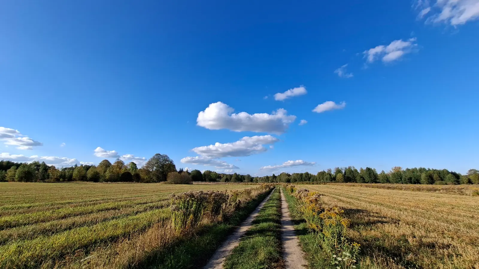 Zdjęcie przedstawia panoramiczny krajobraz polnej drogi prowadzącej przez ściernisko w kierunku linii lasu, uwieczniony w formacie szerokoekranowym o proporcjach boków 16:9. Centralnym punktem kadru jest piaszczysto-trawiasta dróżka, która dzieli pole na dwie symetryczne części i kieruje wzrok widza w głąb perspektywy. Po obu stronach drogi rozciągają się pola po żniwach o odcieniach żółci i złota, gęsto porośnięte przy krawędziach jesienną roślinnością i polnymi kwiatami. Horyzont dominuje zwarta ściana lasu z drzewami w odcieniach zieleni i wczesnej jesieni. Całość dopełnia intensywnie błękitne niebo z wyraźnymi, białymi obłokami, które nadają kompozycji głębi i spokoju.