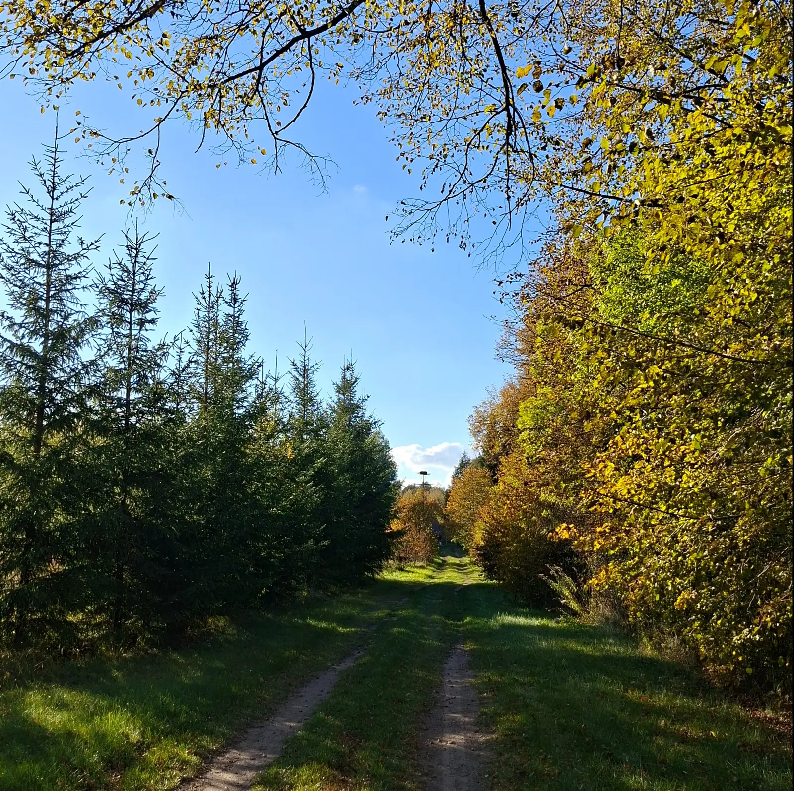 Zdjęcie przedstawia malowniczą polną drogę prowadzącą w głąb jesiennego lasu, ujętą w formacie pionowym o proporcjach zbliżonych do kwadratu. Po lewej stronie widać rząd młodych, zielonych świerków, natomiast po prawej stronie ścieżkę otaczają drzewa liściaste o intensywnych, żółtych i pomarańczowych barwach jesieni. Nad głowami rozciągają się gałęzie tworzące naturalną ramę, pod którymi widnieje bezchmurne, jasnoniebieskie niebo. W oddali, na końcu drogi, widoczny jest słup z bocianim gniazdem, który stanowi centralny punkt perspektywy. Całość kompozycji podkreśla spokojny, wiejski krajobraz w słoneczny, jesienny dzień.